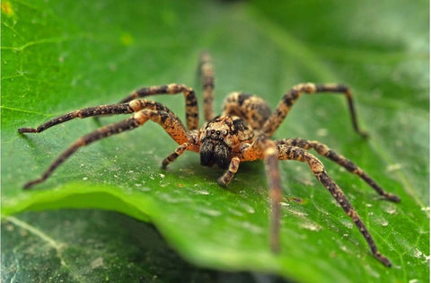 An adult beneficial wolf spider