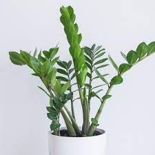 Zz plant - indoor air purifying plant