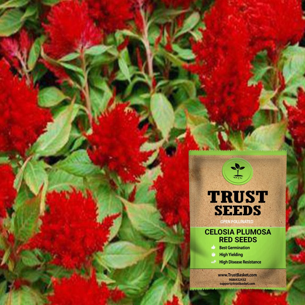 Home Garden Plants Seeds Trustbasket