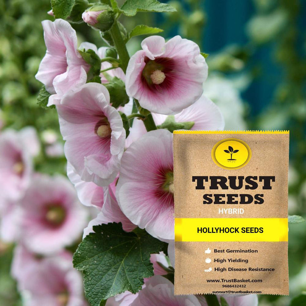 direct sow hollyhock seeds