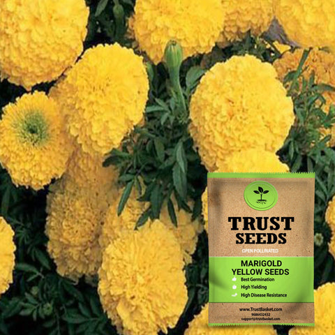 Buy Marigold Seeds Online Best Marigold Seeds In India Trustbasket