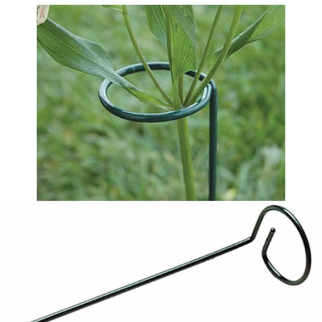 plant stem