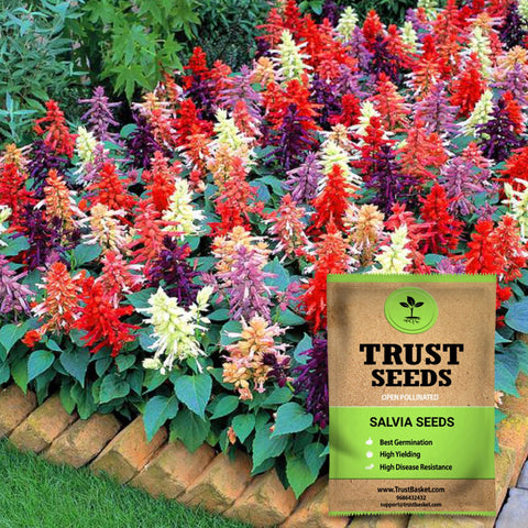 Buy Salvia Seeds Online Best Salvia Seeds In India Trustbasket