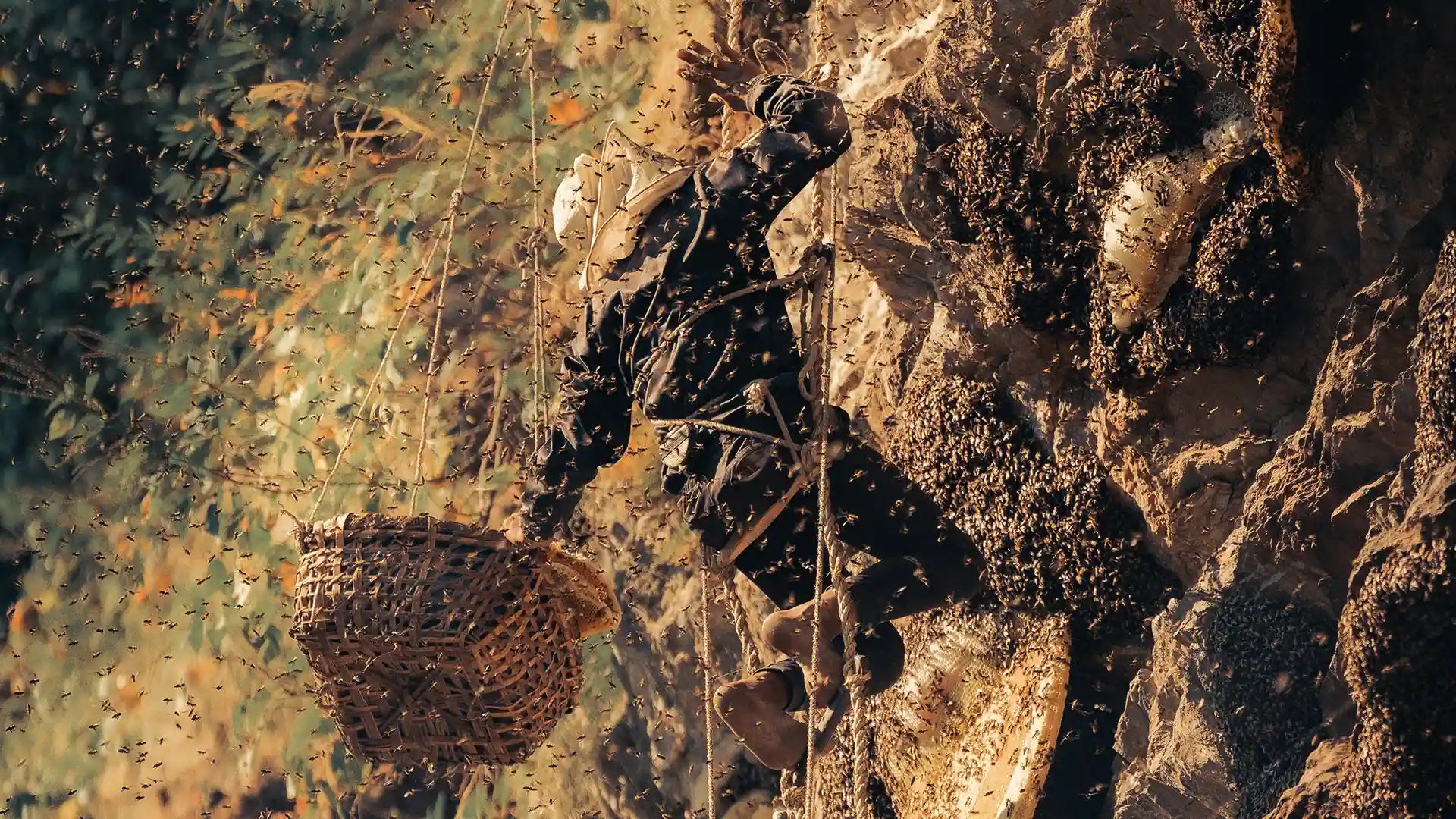Mad honey harvesting