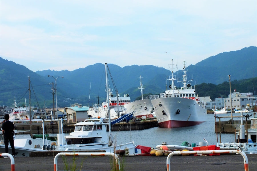 焼津港がもたらす”海の恵み”