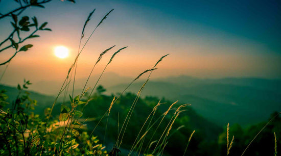 This image captures the serene beauty of a sunrise over a mountainous landscape. Silhouettes of plants and wild grasses are gently highlighted by the soft, golden light of the early morning sun. This natural scene embodies the essence of natural energy