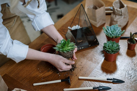 Potted plant being prepared for a terrarium