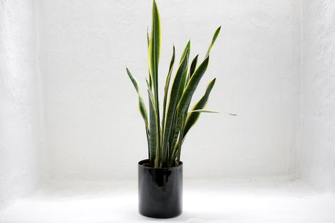 Snake plant on white background and black vase