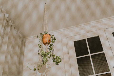 Hanging plant