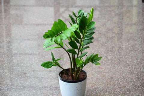 ZZ plant on glossy concrete floor and white vase