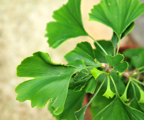 Ginkgo biloba plant