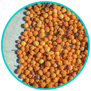 Intoxicate_Clay_Ingredient_Quandong