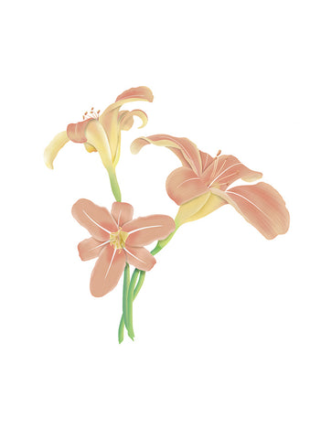 digital illustration of a Lily