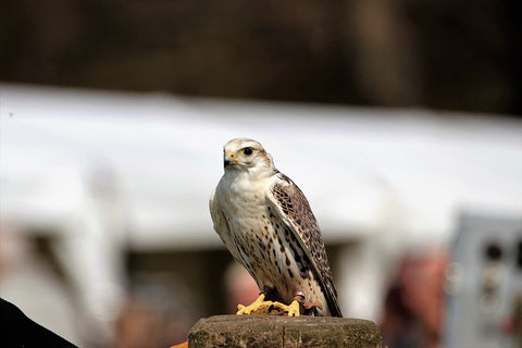 Saker Falcon