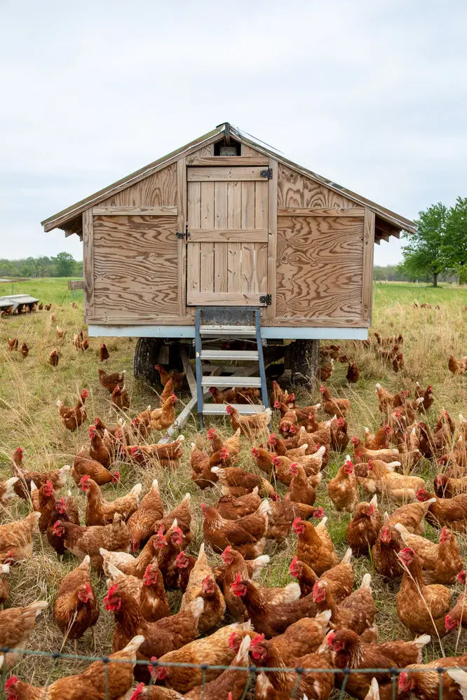 How to Add to Your Flock at Home Grassroots Ranch