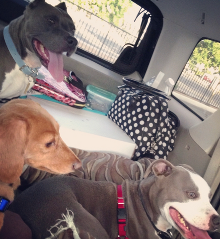 2 grey pit bulls and a golden dachschund dog in the back of an SUV