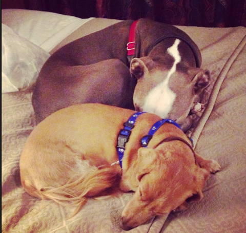 A grey pit bull and a golden dachschund snuggle on a bed together