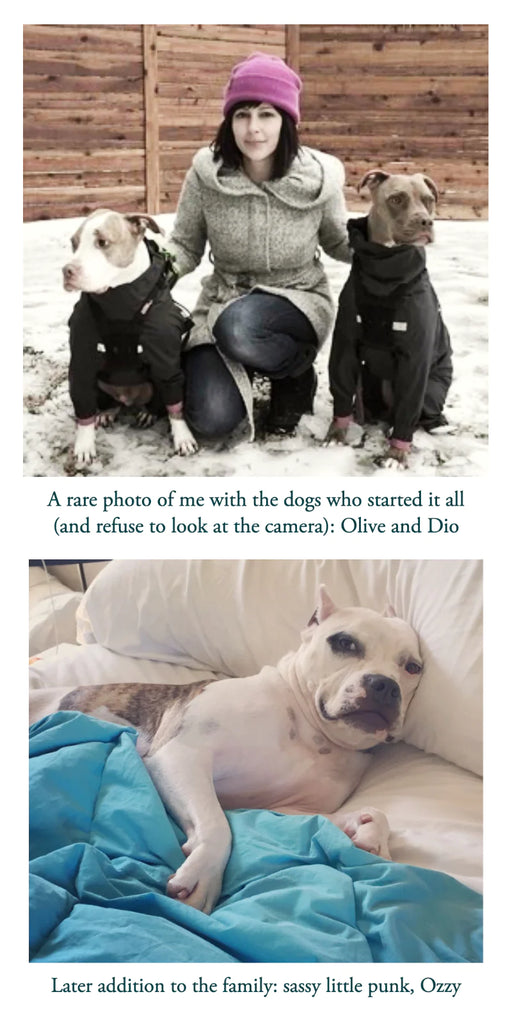 a woman wearing a pink hat and grey coat crouching in a snowy yard between 2 fawn pit bull type dogs wearing black snowsuits. below that is an image of a white pit bull type dog laying in a bed 