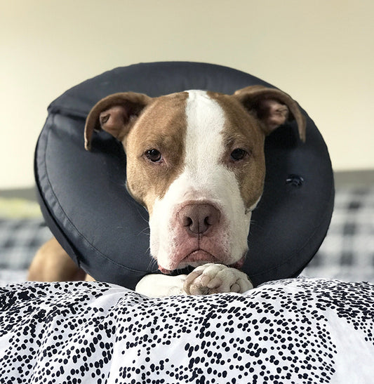 Zen Pet ZenCone Soft Recovery Collar for Dogs, Medium