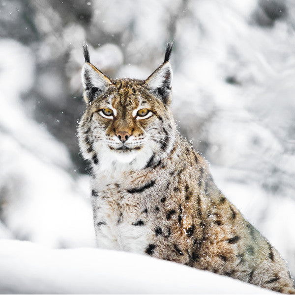 boreal lynx