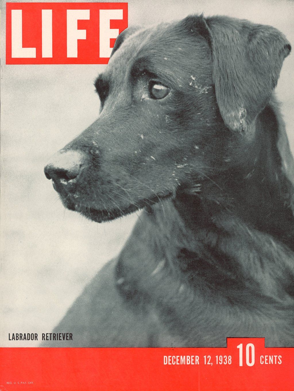 Black Lab, Life Magazine Cover