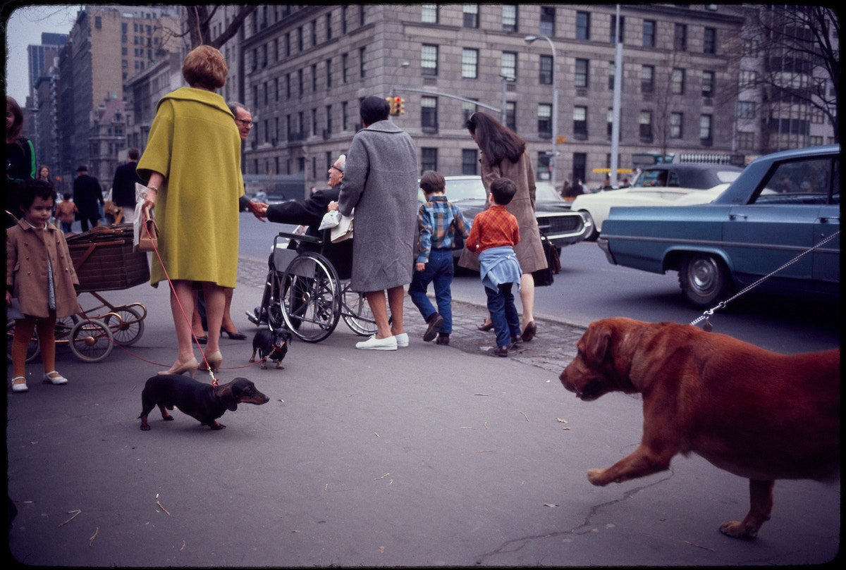 Dogs Garry Winogrand - Adsum