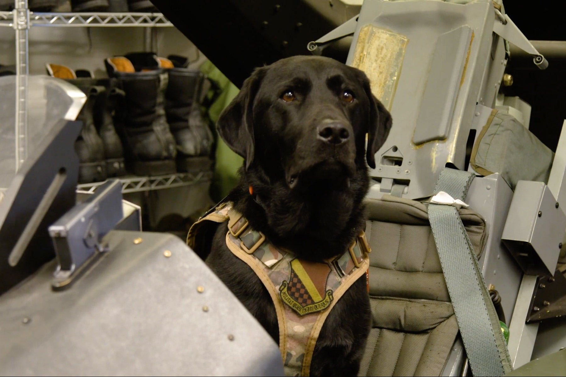 military Labrador retriever