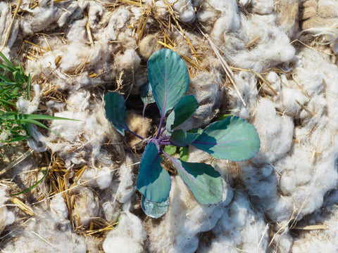 lana come fertilizzante