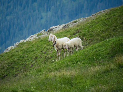 Allevamento pecore merino per filati lana Km0