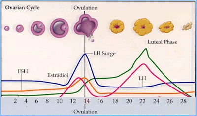 Ovulation and the phases of the menstrual cycle