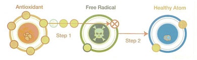 free radicals cell development