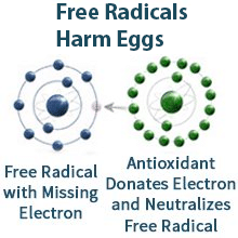 Free Radicals Harm Eggs