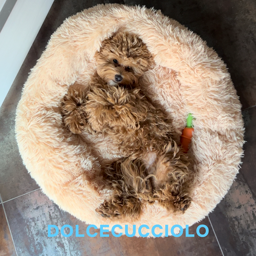 Cuccia Antistress per Cani e Gatti— AYS1246