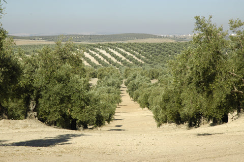 Olive Plantation in Andalucia, Spain