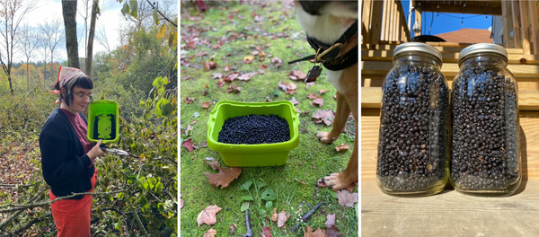 Triptych of a forager, a bucket full of buckthorn berries, and two large jars full of dried buckthorn berries