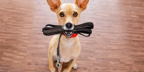 Dog holding a leash