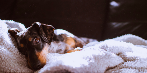 Dog cosy in bed