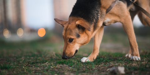 Dog sniffing the ground