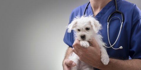 Dog carried by vet