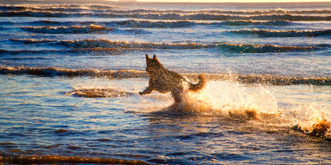 Dog splashing in the sea