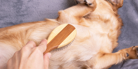 Dog getting brushed