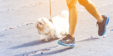 Dog on a marathon