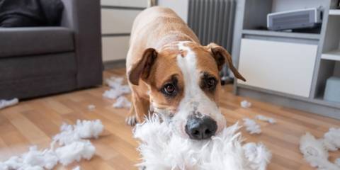 dog destroying a pillow