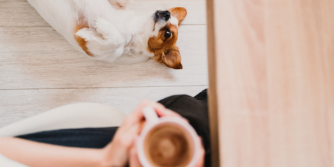 Person holding cup of coffee with dog sitting next to them