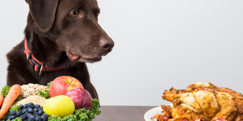 Dog in front of healthy food