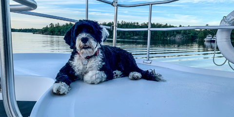 Dog on a yacht