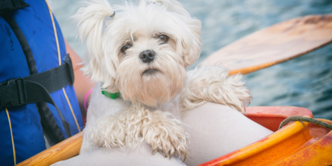 Dog sitting in a kayak