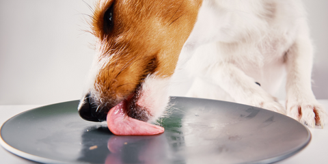 Dog licking plate