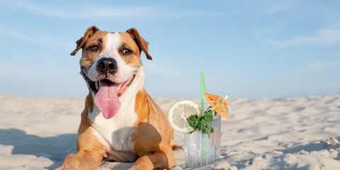 Dog on a beach, cocktail by its side