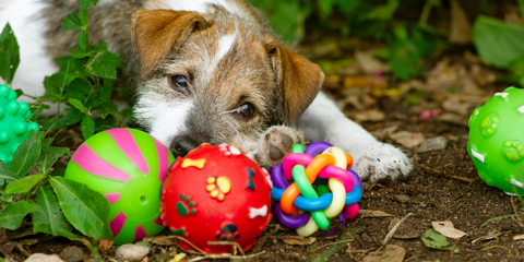 Dog playing with toys